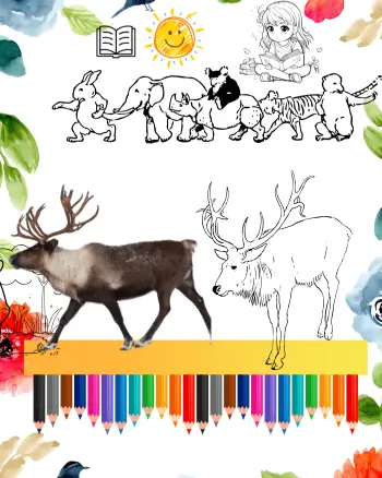 reindeer coloring sheets